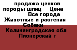 продажа ценков породы шпиц  › Цена ­ 35 000 - Все города Животные и растения » Собаки   . Калининградская обл.,Пионерский г.